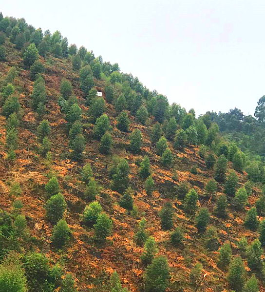 1584427101882550.png 澳洲大花梨_看图王.png